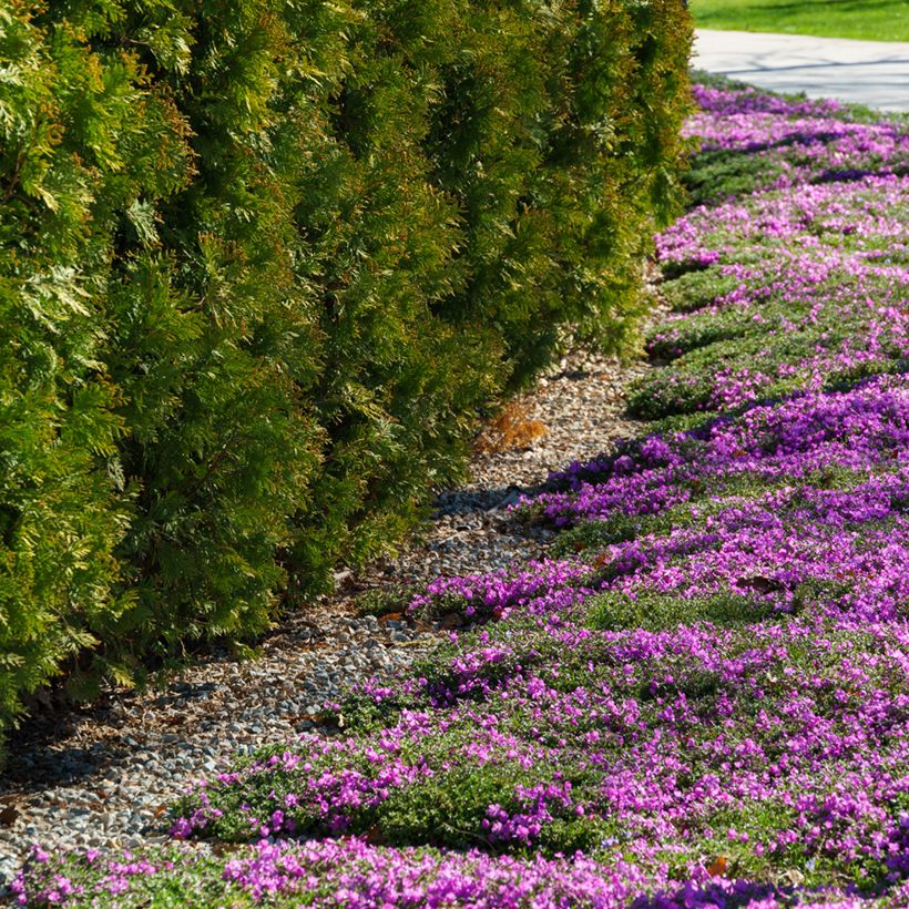 Pfriemenförmiger Phlox McDaniel's Cushion - Phlox subulata (Plant habit)