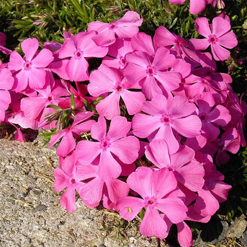 Pfriemenförmiger Phlox McDaniel's Cushion - Phlox subulata (Flowering)