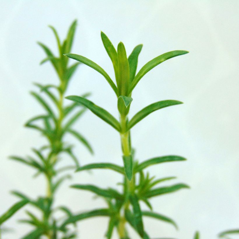Pfriemenförmiger Phlox White Delight - Phlox subulata (Foliage)