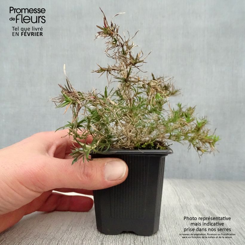 Exemplar von Pfriemenförmiger Phlox Purple Beauty - Phlox subulata Kleine Töpfe von 8/9 cm wie im Winter geliefert