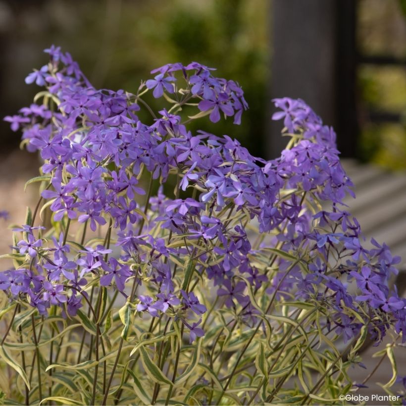 Wald-Phlox Blue Ribbons - Phlox divaricata (Blüte)