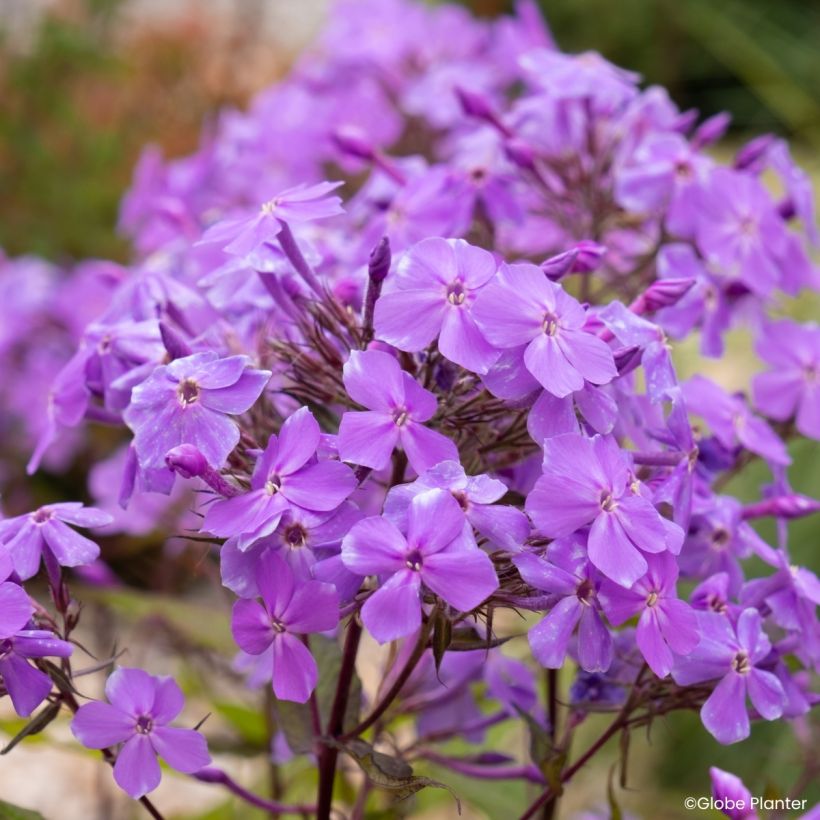 Phlox Queen Paola (Blüte)