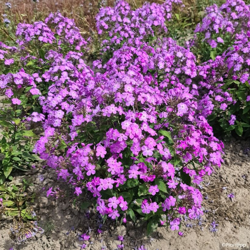 Phlox Queen Paola (Wuchs)