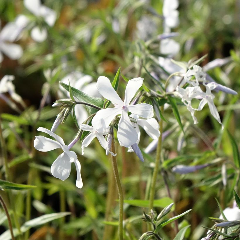 Wald-Phlox May Breeze - Phlox divaricata (Blüte)