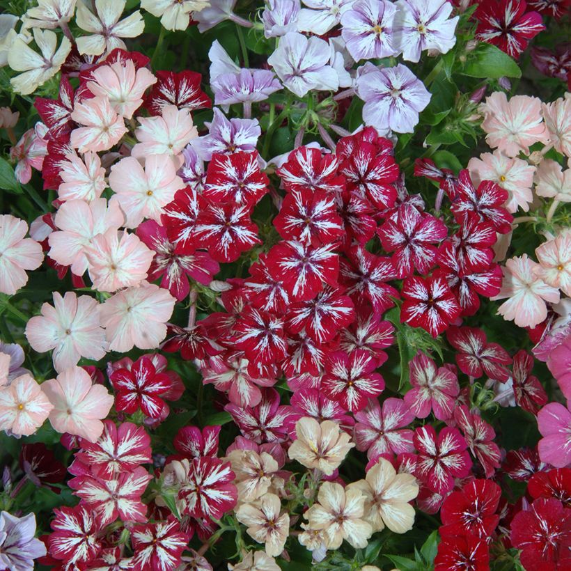 Sommer-Phlox Starry Eyes (Samen) - Phlox (Flowering)