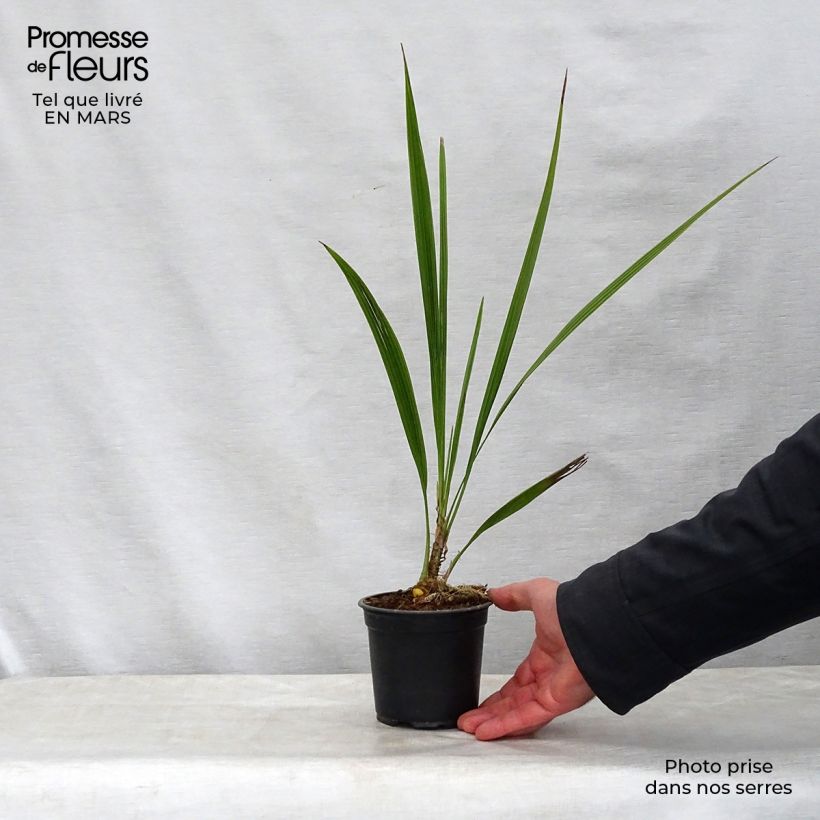 Example of Phoenix andamanensis - Andamanen-Dattelpalme Topf 12 cm / 13 cm as you get in printemps