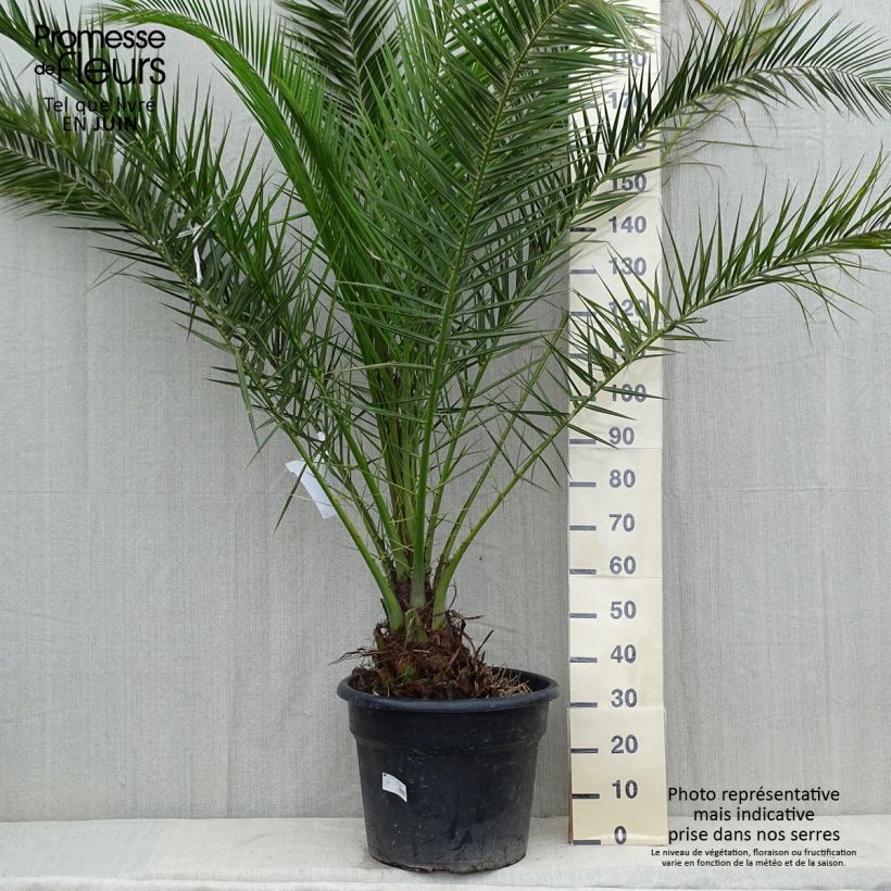 Exemplar von Phoenix canariensis - Kanarische Dattelpalme Topf mit 30L/35L wie im Frühjahr geliefert