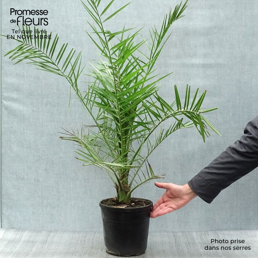 Example of Phoenix canariensis - Kanarische Dattelpalme Topf mit 6L/7L as you get in automne