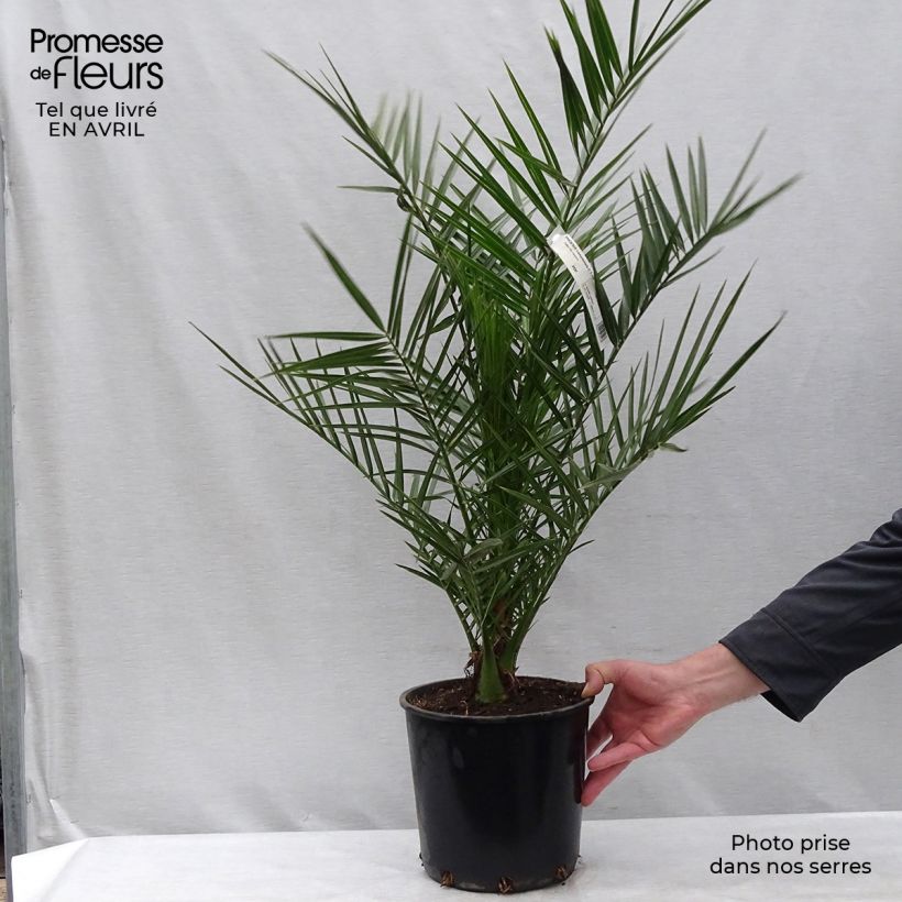Exemplar von Phoenix canariensis - Kanarische Dattelpalme Topf mit 6L/7L wie im Frühjahr geliefert
