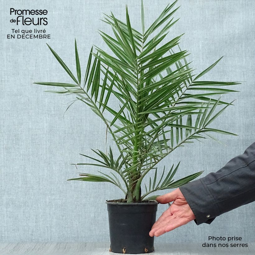 Exemplar von Phoenix canariensis - Kanarische Dattelpalme Topf mit 1L/1,5L wie im Winter geliefert