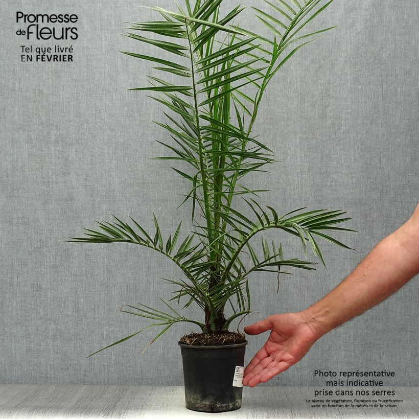 Example of Phoenix canariensis - Kanarische Dattelpalme Topf mit 1L/1,5L as you get in automne