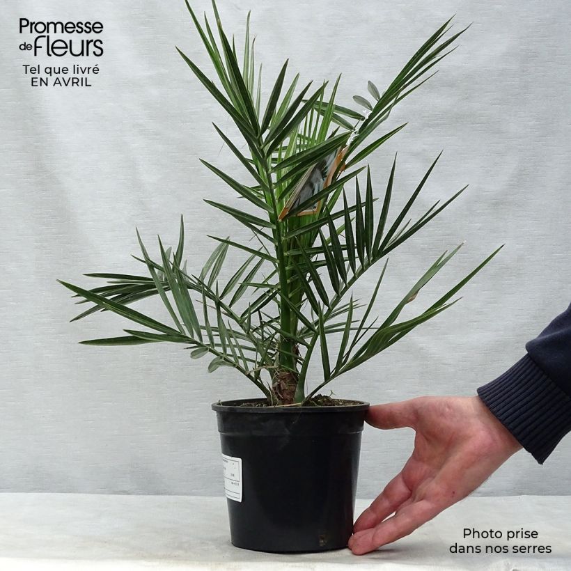 Exemplar von Phoenix canariensis - Kanarische Dattelpalme Topf mit 1L/1,5L wie im Frühjahr geliefert