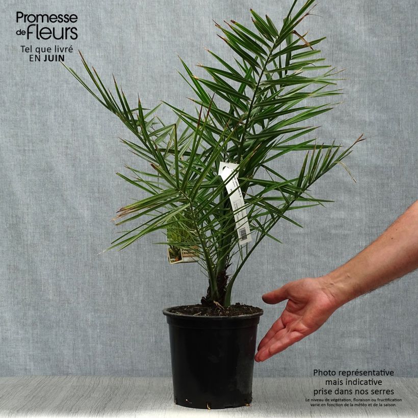 Exemplar von Phoenix canariensis - Kanarische Dattelpalme Topf mit 3L/4L wie im Sommer geliefert
