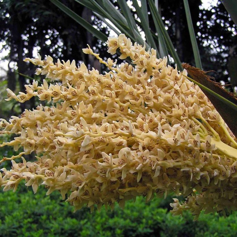 Phoenix dactylifera - Echte Dattelpalme (Flowering)