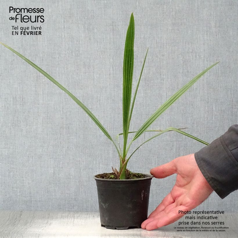 Example of Phoenix dactylifera - Echte Dattelpalme Topf 12 cm / 13 cm as you get in hiver