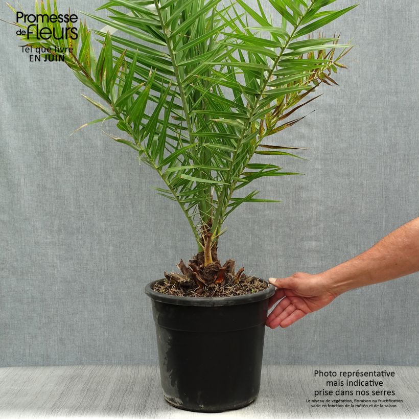 Example of Phoenix dactylifera - Echte Dattelpalme Topf mit 7,5L/10L as you get in ete