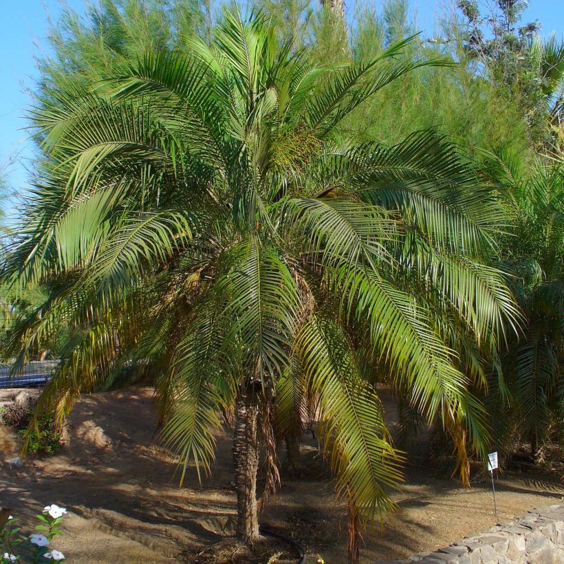 Phoenix roebelinii - Zwerge-Dattelpalme (Plant habit)