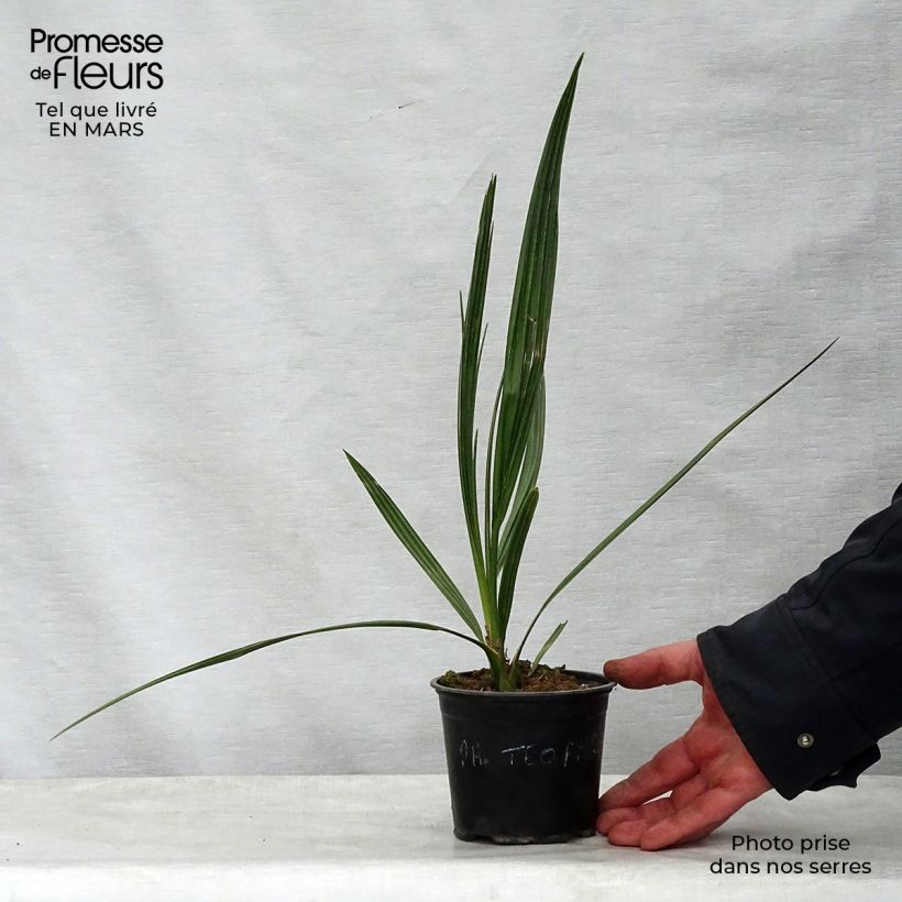 Example of Phoenix theophrasti - Theophrasts Dattelpalme Topf 12 cm / 13 cm as you get in printemps