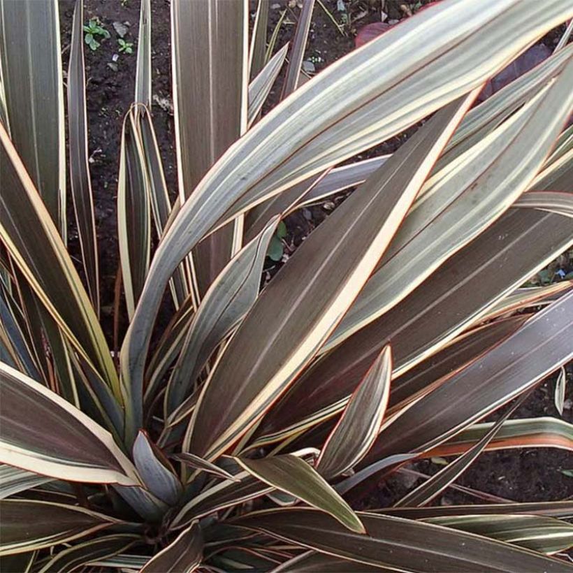 Phormium tenax Alison Blackman (Foliage)