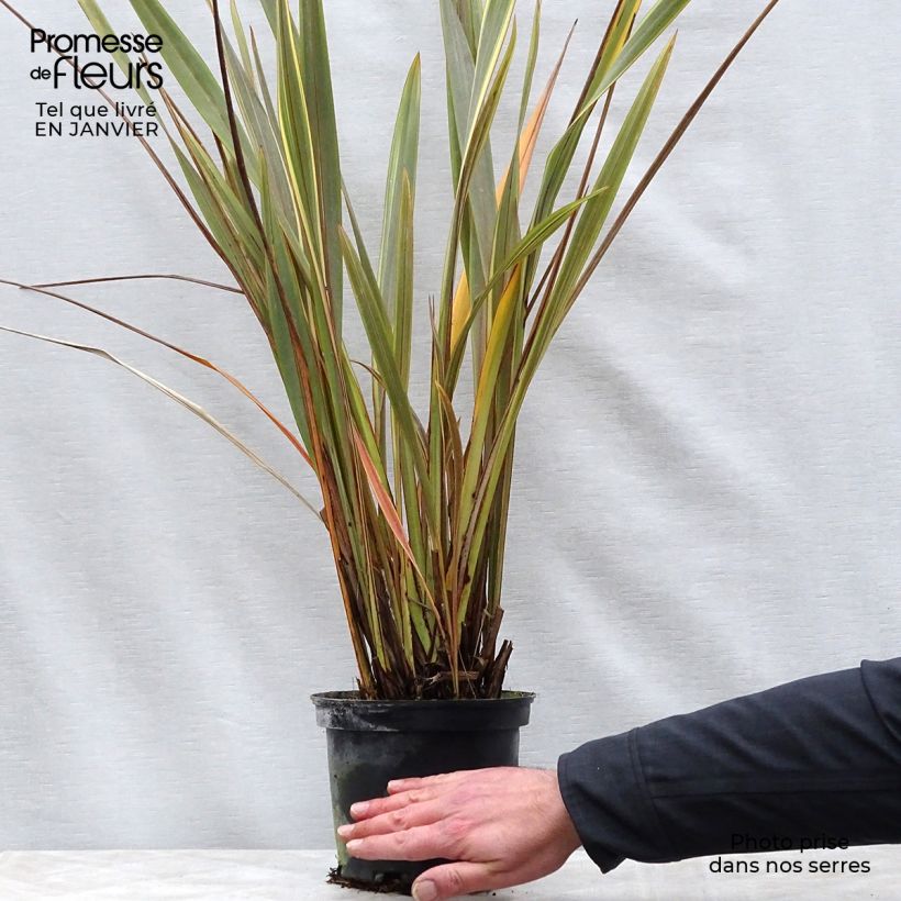 Exemplar von Phormium tenax Alison Blackman Topf mit 3L/4L wie im Winter geliefert