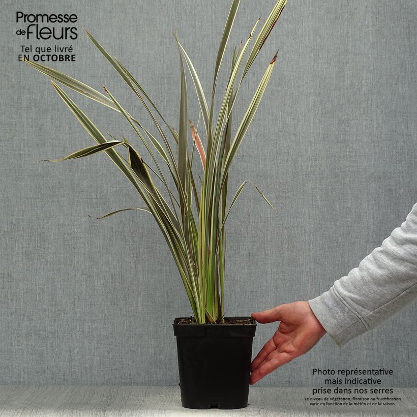 Example of Phormium tenax Alison Blackman Topf mit 3L/4L as you get in automne