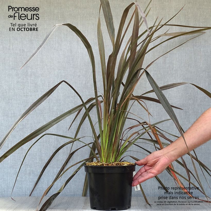 Example of Phormium tenax Dark Delight Topf mit 4L/5L as you get in automne