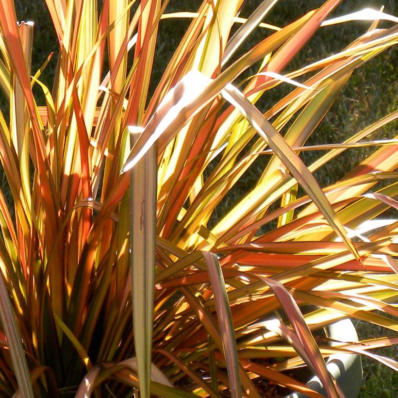 Sauerkirsche Cerise Allégria Delbard delkarsun - Prunus cerasus (Foliage)