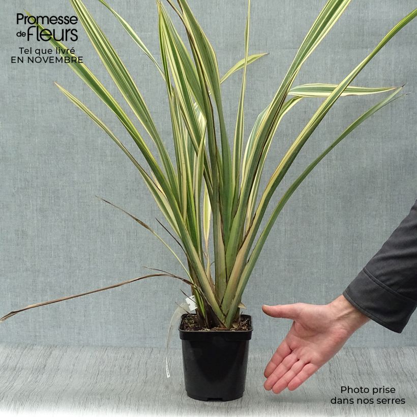 Example of Phormium tenax Golden Ray Topf mit 2L/3L as you get in automne