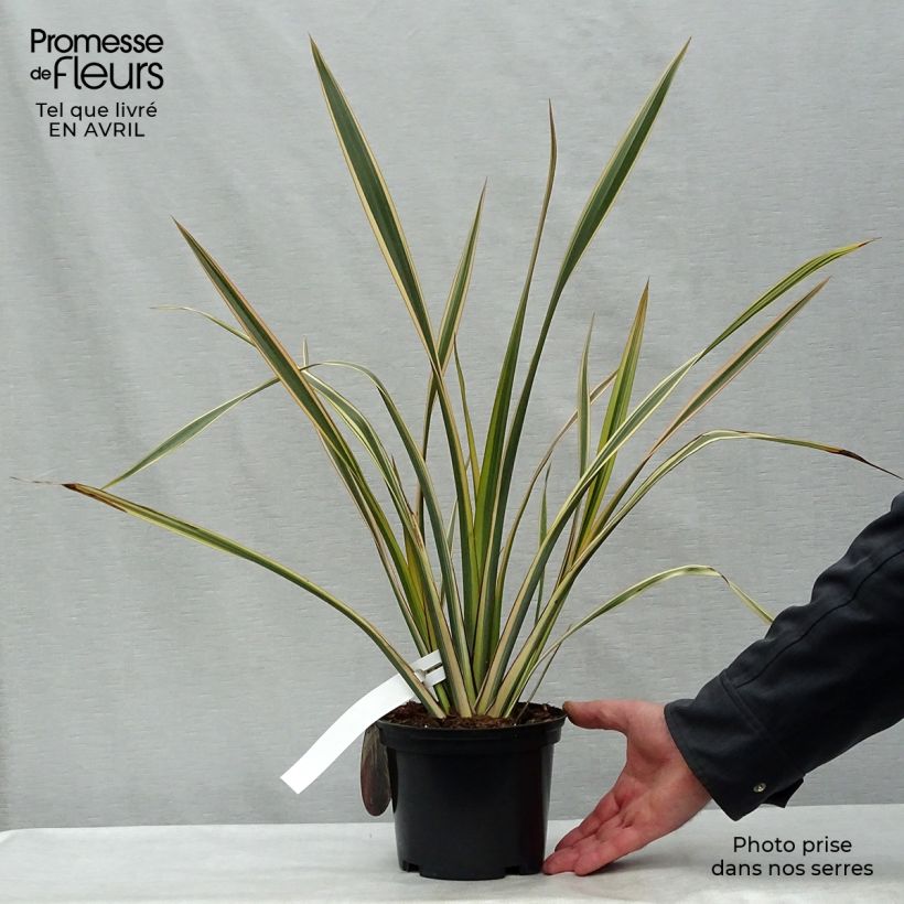 Exemplar von Phormium tenax Golden Ray Topf mit 2L/3L wie im Frühjahr geliefert