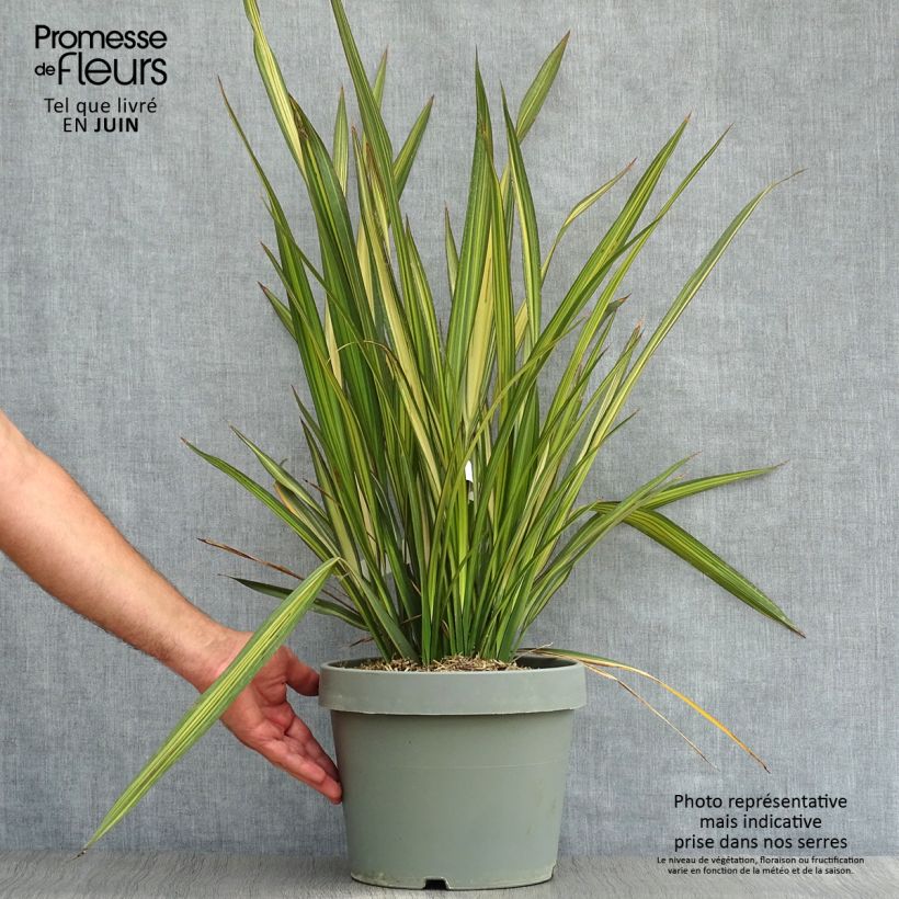 Exemplar von Phormium tenax Golden Ray Topf mit 7,5L/10L wie im Sommer geliefert