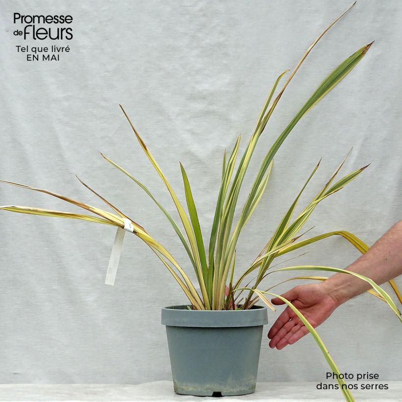 Exemplar von Phormium tenax Golden Ray Topf mit 7,5L/10L wie im Frühjahr geliefert
