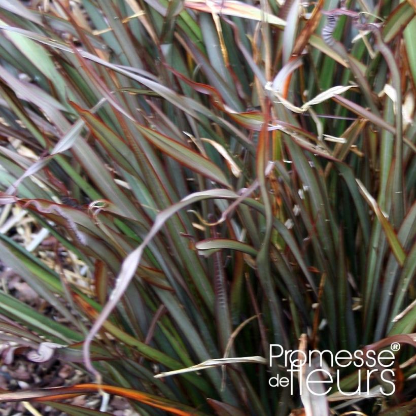 Phormium tenax Jack Spratt (Foliage)