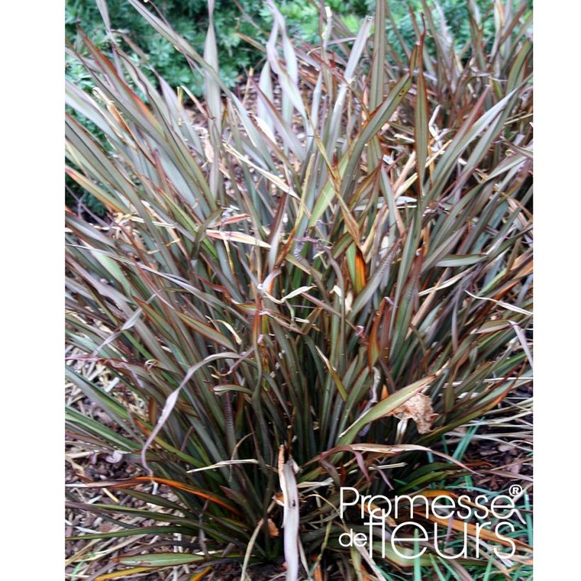 Phormium tenax Jack Spratt (Plant habit)