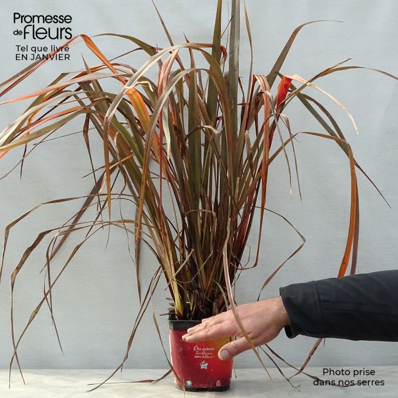 Example of Phormium tenax Jack Spratt Topf mit 2L/3L as you get in hiver