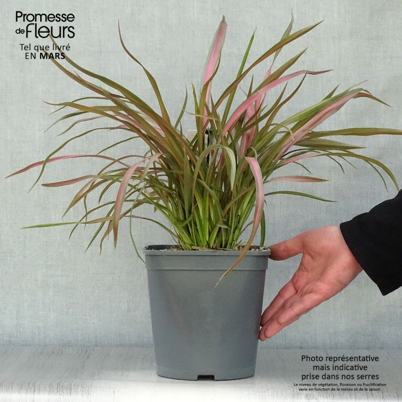 Exemplar von Phormium tenax Jester Topf mit 3L/4L wie im Frühjahr geliefert