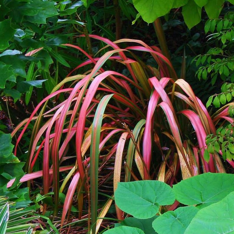 Phormium tenax Jester (Plant habit)