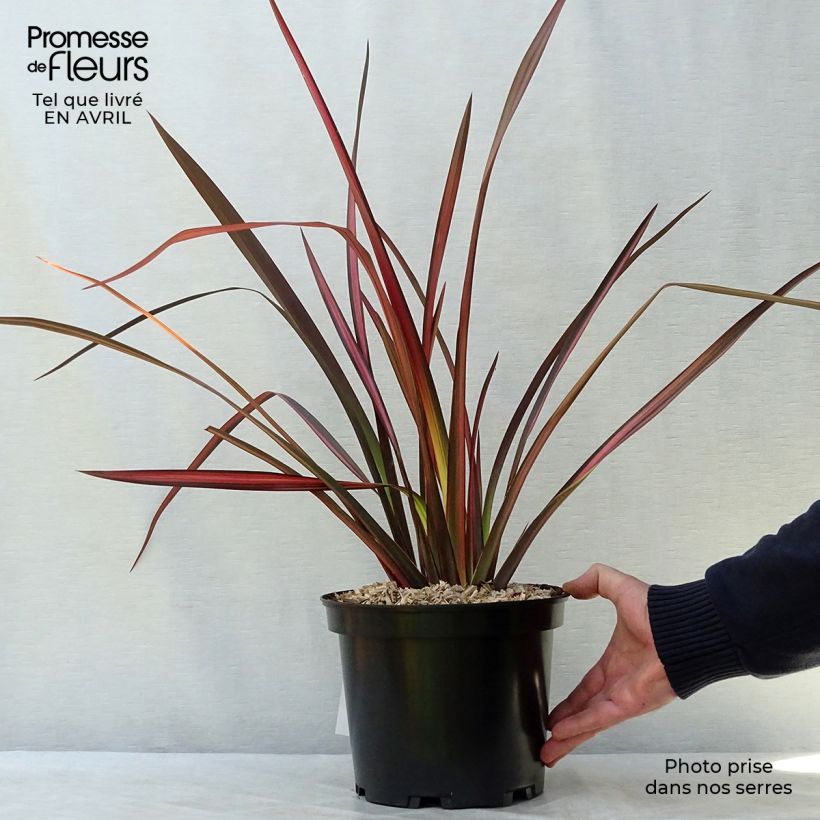 Exemplar von Phormium tenax Margaret Jones Topf mit 4L/5L wie im Frühjahr geliefert