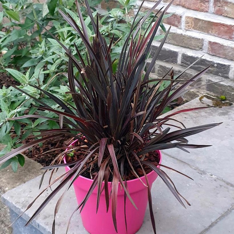 Phormium Mini Magic (Wuchs)