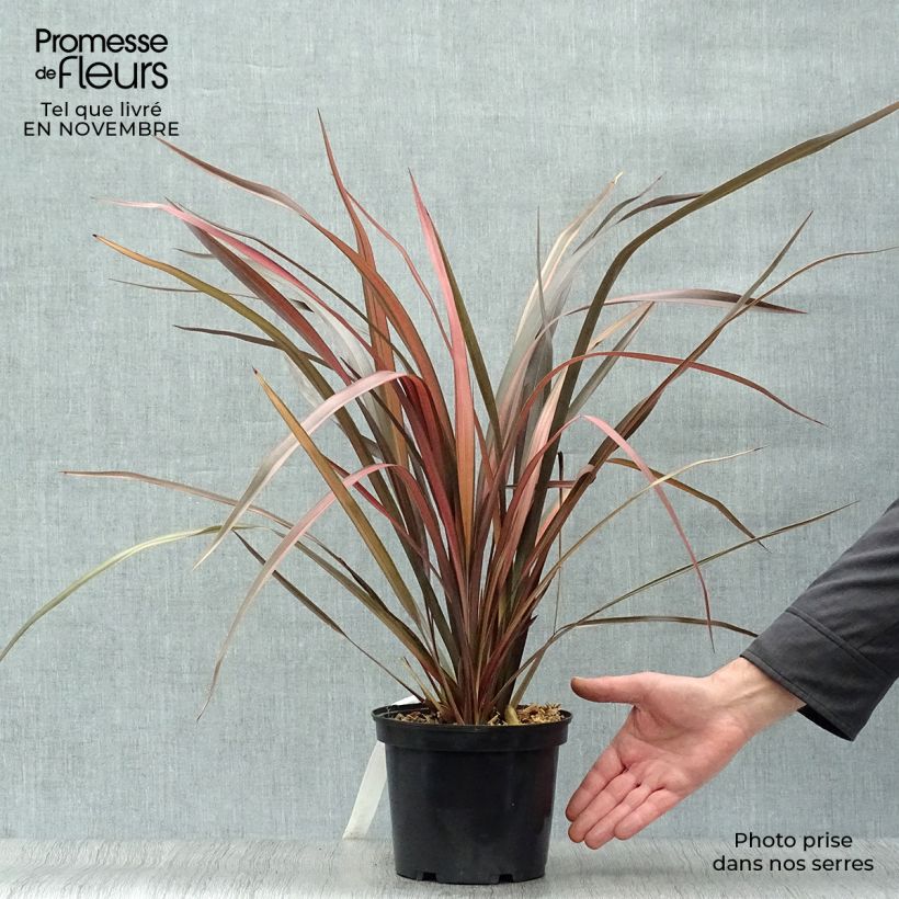 Example of Phormium tenax Pink Panther Topf mit 2L/3L as you get in automne