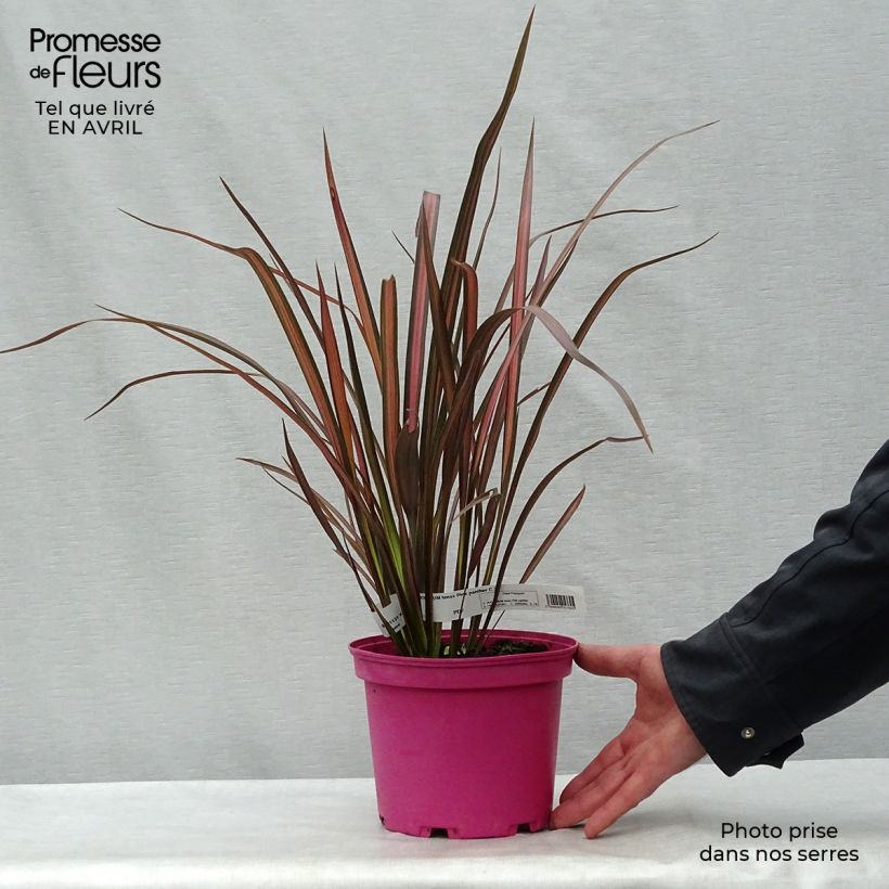 Exemplar von Phormium tenax Pink Panther Topf mit 2L/3L wie im Frühjahr geliefert
