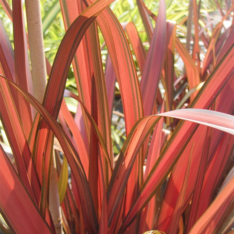 Phormium tenax Rainbow Maiden (Foliage)