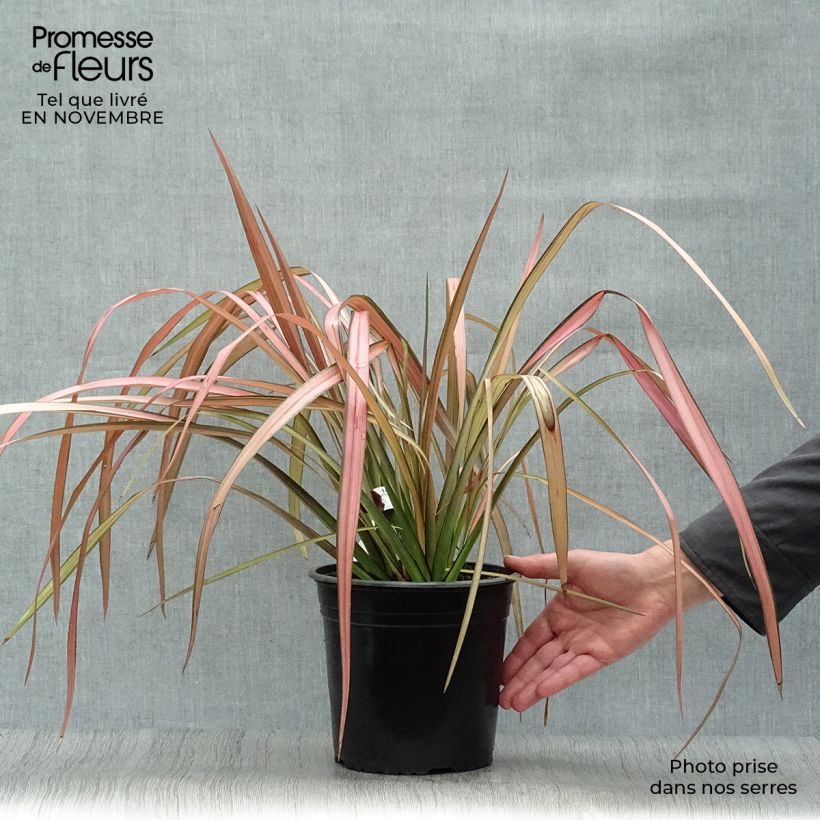 Example of Phormium tenax Rainbow Maiden Topf mit 3L/4L as you get in automne