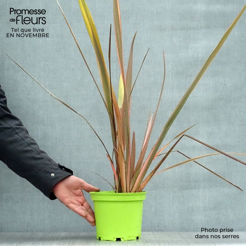 Example of Phormium tenax Rainbow Queen Topf mit 2L/3L as you get in automne