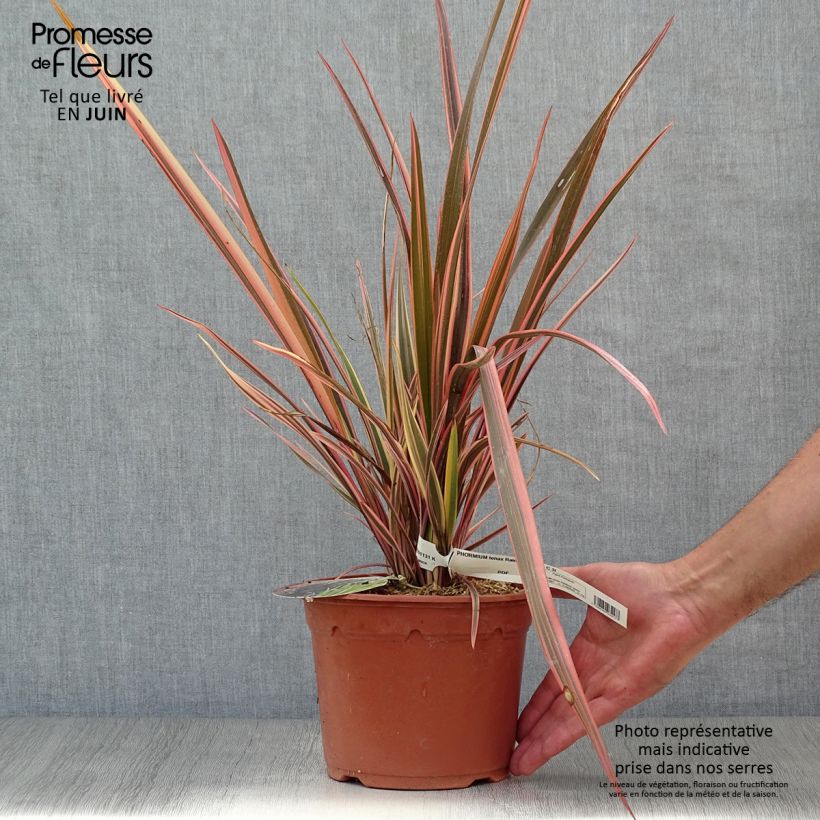 Exemplar von Phormium tenax Rainbow Queen Topf mit 2L/3L wie im Sommer geliefert