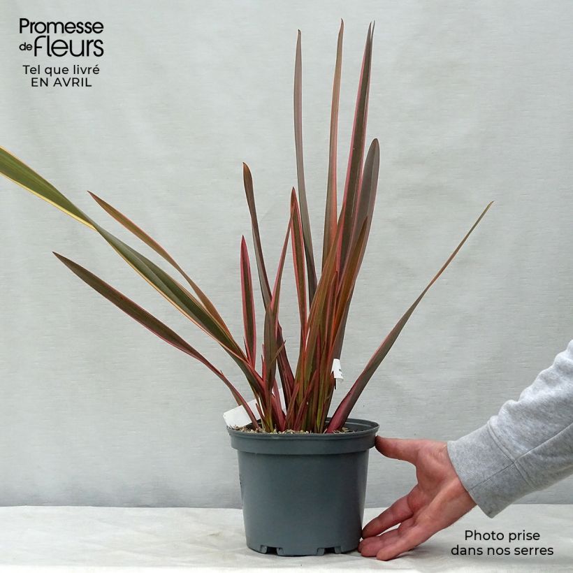 Exemplar von Phormium tenax Rainbow Queen Topf mit 2L/3L wie im Frühjahr geliefert