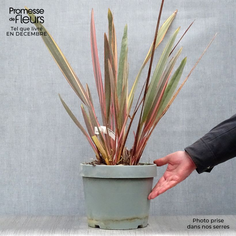 Example of Phormium tenax Rainbow Queen Topf mit 7,5L/10L as you get in hiver