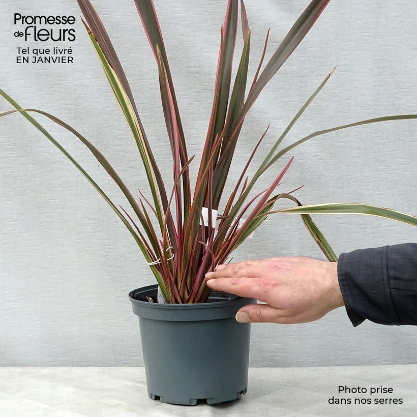 Exemplar von Phormium tenax Rainbow Queen Topf mit 2L/3L wie im Winter geliefert