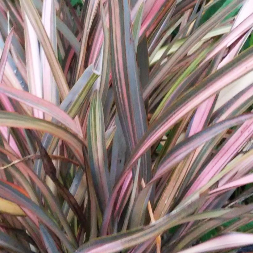 Phormium tenax Rainbow Sunrise (Foliage)