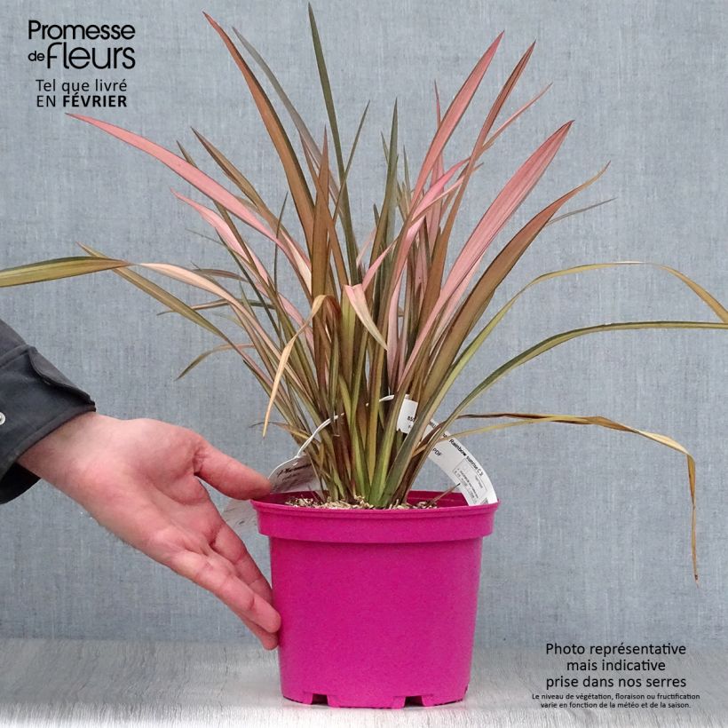 Exemplar von Phormium tenax Rainbow Sunrise Topf mit 3L/4L wie im Winter geliefert