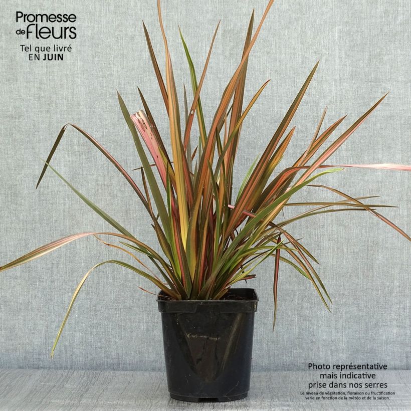 Example of Phormium tenax Rainbow Sunrise Topf mit 3L/4L as you get in ete